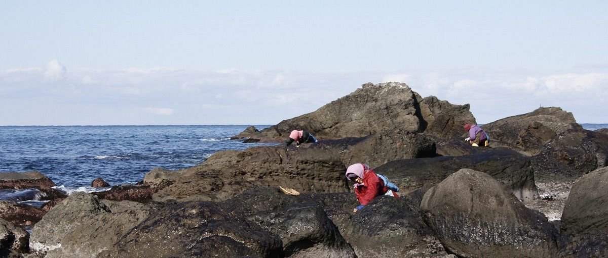 海藻採り写真