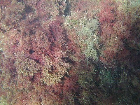 てんぐさ(天草) − 奥能登の海藻